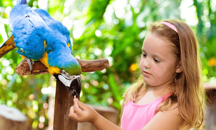 a girl at a zoo with a parrot